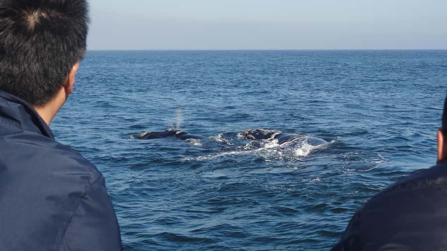 Hermanus: Boat Based Whale Watching Experience - Why Hermanus whale watching feels different in practice