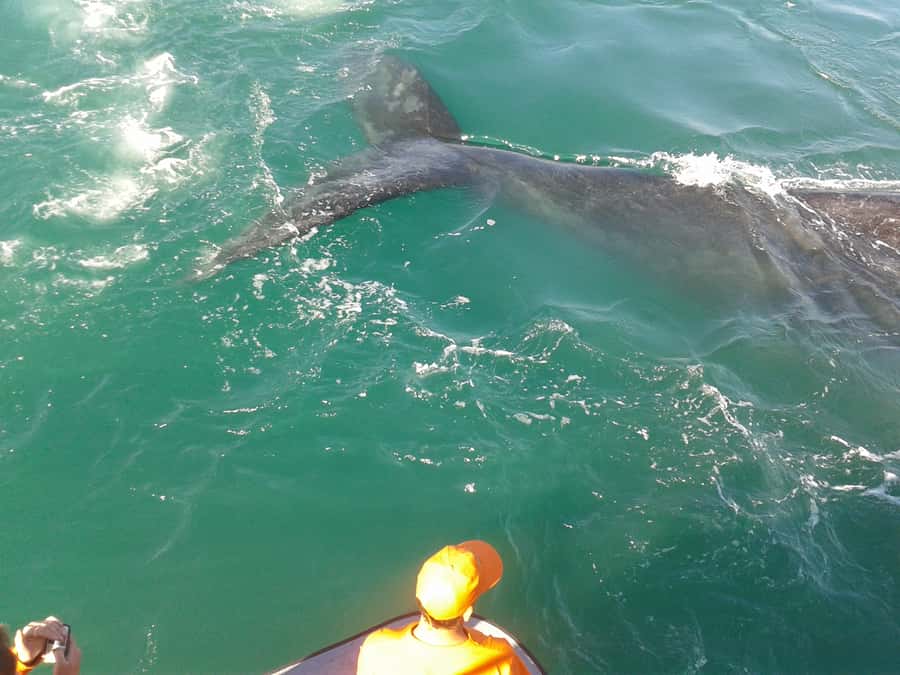Hermanus: Boat Based Whale Watching Experience - The cruise rhythm: from scenic coast views to long whale scanning time