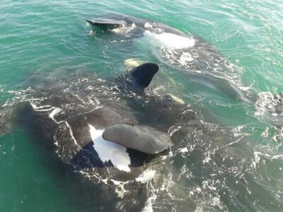 Boat Based Whale Watching Experience
