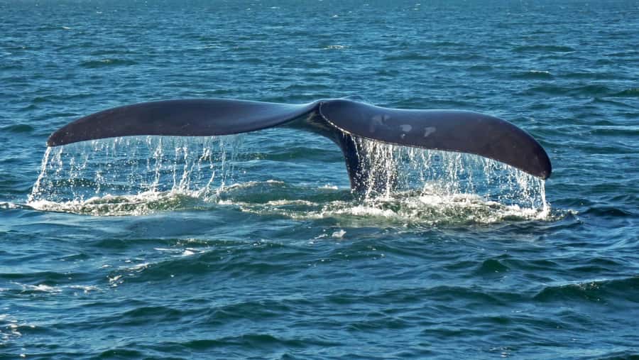 Hermanus: Boat Based Whale Watching Experience - What it feels like when the boat gets close, and why the engines matter