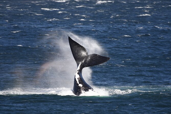 Hermanus Land based Whale Tour with Dave de Beer - Key highlights to look for