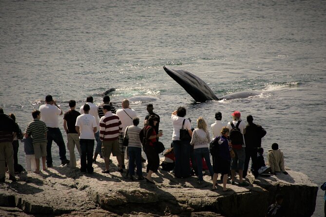 Hermanus Land based Whale Tour with Dave de Beer - What you will learn about southern right whales while you watch