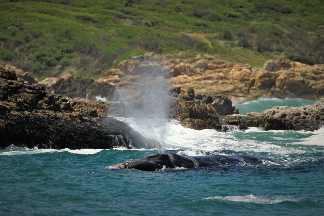 Hermanus Land based Whale Tour with Dave de Beer - Who this private Hermanus whale tour is best for