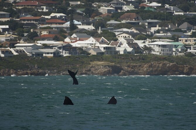 Hermanus Land based Whale Tour with Dave de Beer - What weather means for your plans