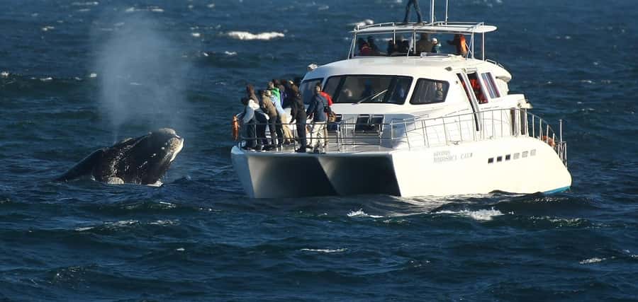 Hermanus: Whale and Dolphin Watching Boat Trip - Key things to know before you go