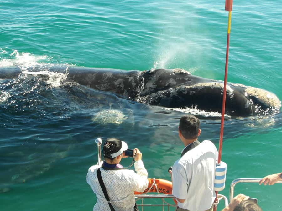 Hermanus: Whale and Dolphin Watching Boat Trip - Why Hermanus is the whale watch that feels practical
