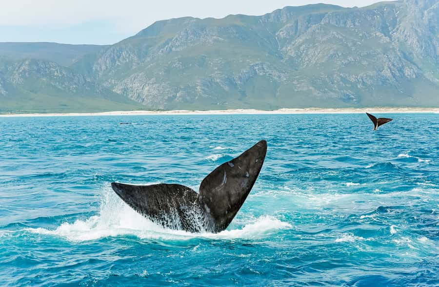 Hermanus: Whale and Dolphin Watching Boat Trip - How the crew works the water during your 2-hour cruise