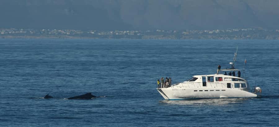 Hermanus: Whale and Dolphin Watching Boat Trip - Price and value: what $98 buys you (and what it doesn’t)