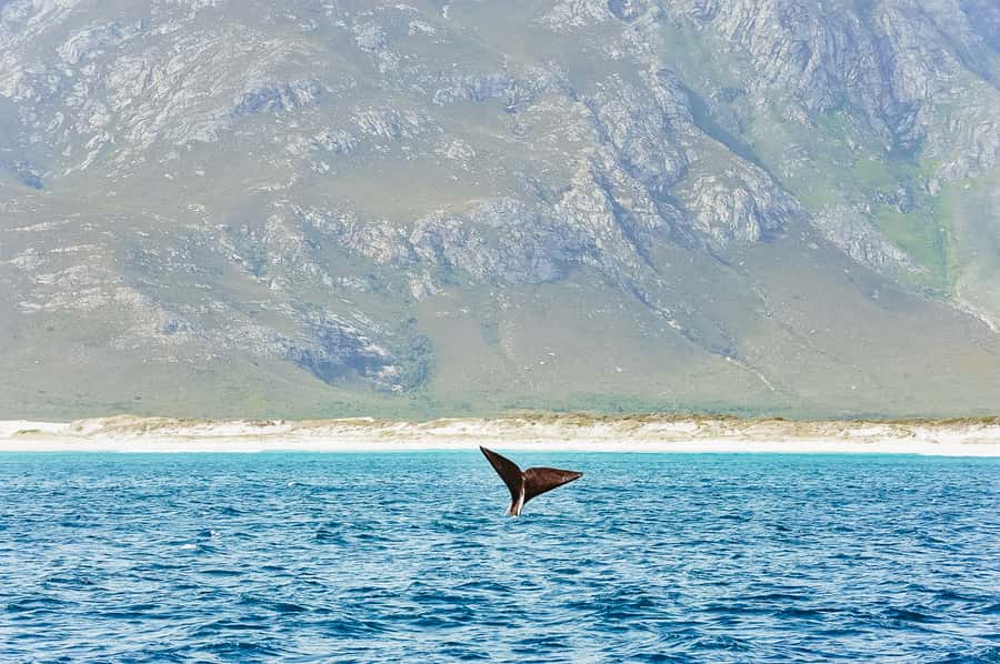Hermanus: Whale and Dolphin Watching Boat Trip - Southern Right Charters check-in at the Whale Shack