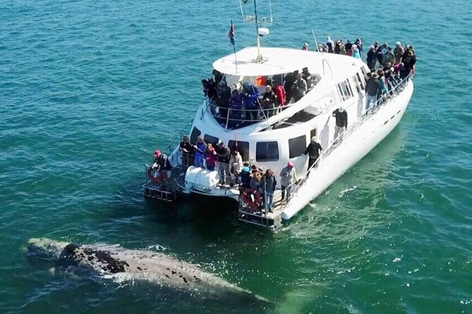 Hermanus Whale Watching and Wine Tasting Private Tour - 6 highlights that make this Hermanus tour work
