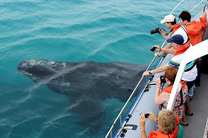 Hermanus Whale Watching and Wine Tasting Private Tour - A 5:30 am departure that sets you up for the morning cruise