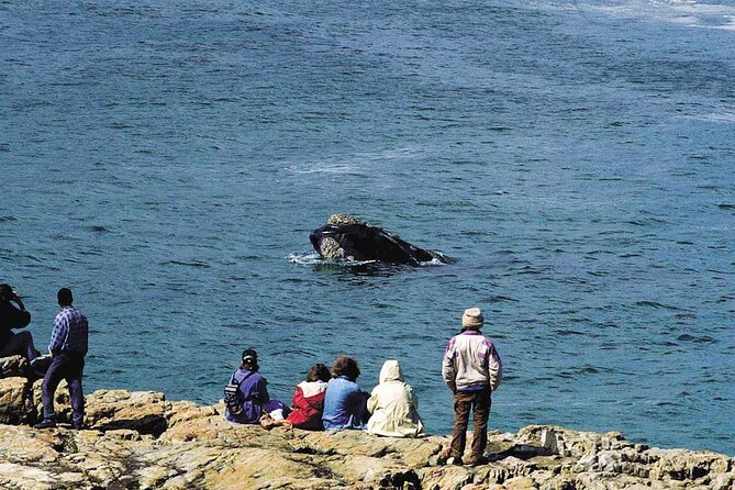 Hermanus Whale Watching and Wine Tasting Private Tour - Hermanus whale cruise: what you’re really going for on the boat