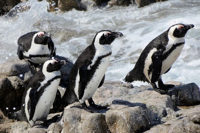 Hermanus Whale Watching and Wine Tasting Private Tour - Lemonicious lunch stop: a calm break with real seaside timing