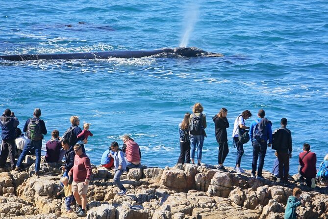 Hermanus Whale Watching and Wine Tasting Private Tour - The morning drive through Sir Lowry’s Pass to Hermanus and the Elgin Valley stop