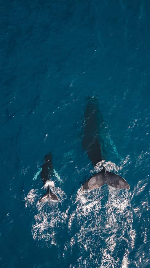 Hermanus Whale Watching Day Tour - Key Things Worth Knowing Before You Go