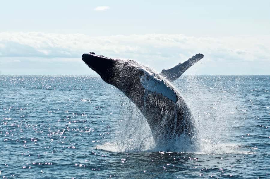 Hermanus Whale Watching Day Tour - Why Hermanus Whale Watching Feels Different Than Most Ocean Tours