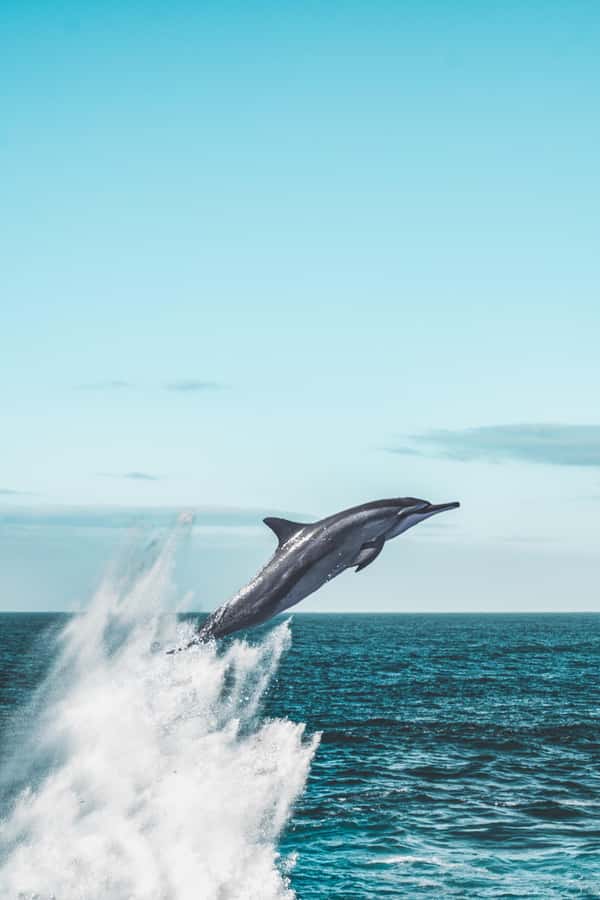 Hermanus Whale Watching Day Tour - How the Crew Approaches Whales: Engines Off and the Best Viewing Moment