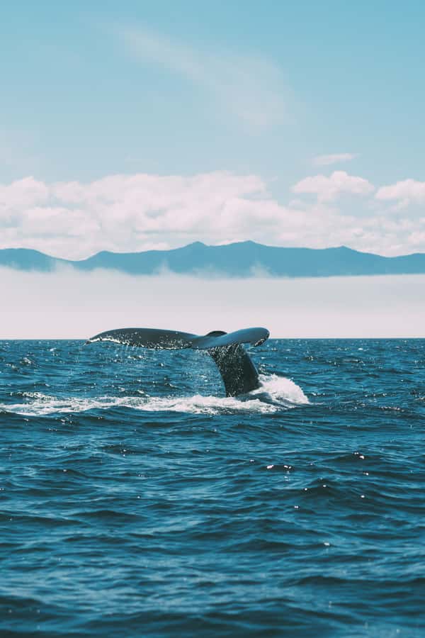 Hermanus Whale Watching Day Tour - Time on the Water: Why 2 Hours Works, and How to Manage Expectations