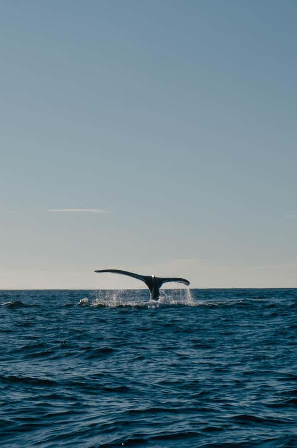 Hermanus Whale Watching Day Tour - Should You Book This Hermanus Whale Watching Day Tour?