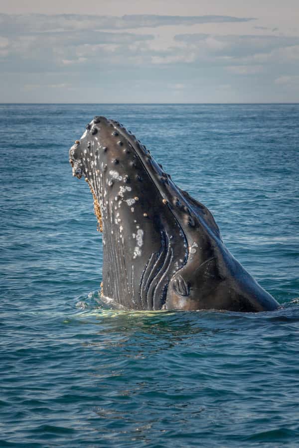 Hermanus Whale Watching Day Tour - The Hermanus Harbor Start, Safety Briefing, and Top Deck Choices