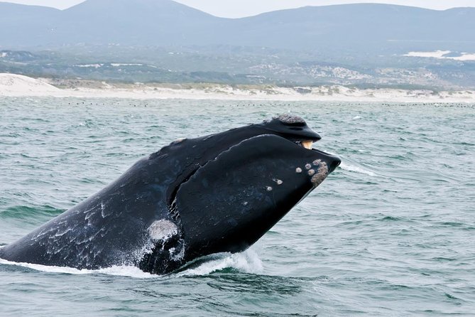 Hermanus Whale Watching Day Trip from Cape Town - Shoreline whale watching in Hermanus, without the boat gamble