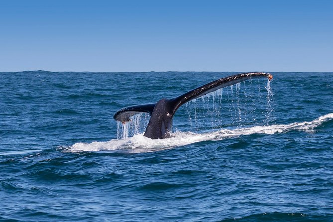 Hermanus Whale Watching & Penguins Shared Tour from Cape Town - The Fusion Restaurant Lunch Break That Keeps the Day Comfortable