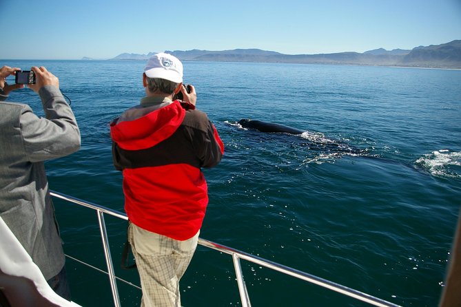 Hermanus Whale Watching & Penguins Shared Tour from Cape Town - Stony Point Penguin Colony: The Penguin Stop With Real Visitor Magic