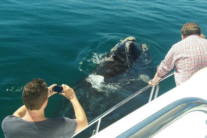 Hermanus Whale Watching & Penguins Shared Tour from Cape Town - The Included Value: Pickup, Boat Entry, Penguins, and Bottled Water