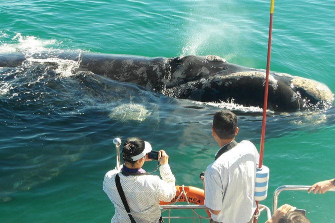 Hermanus Whale Watching & Penguins Shared Tour from Cape Town - Group Size and Guide Quality Matter More Than You Think