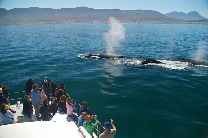 Hermanus Whale Watching & Penguins Shared Tour from Cape Town - Who This Tour Is Best For