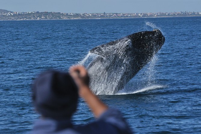 Hermanus Whale Watching & Penguins Shared Tour from Cape Town - Whale Boat Viewing: What You Can Realistically Aim For
