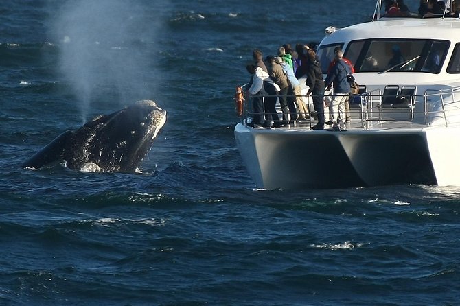 Hermanus Whale Watching Shared Boat Trip and Private Wine Tour from Cape Town - The Early Start, Private Pickup, and How the Day Really Flows