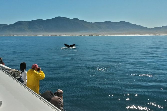 Hermanus Whale Watching Shared Boat Trip and Private Wine Tour from Cape Town - Price and Value: Is $242.29 Per Person Worth It?