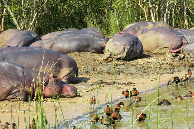 Hippo and Croc Boat Cruise in Saint Lucia with collection - Why the St Lucia Estuary is made for hippo and croc spotting