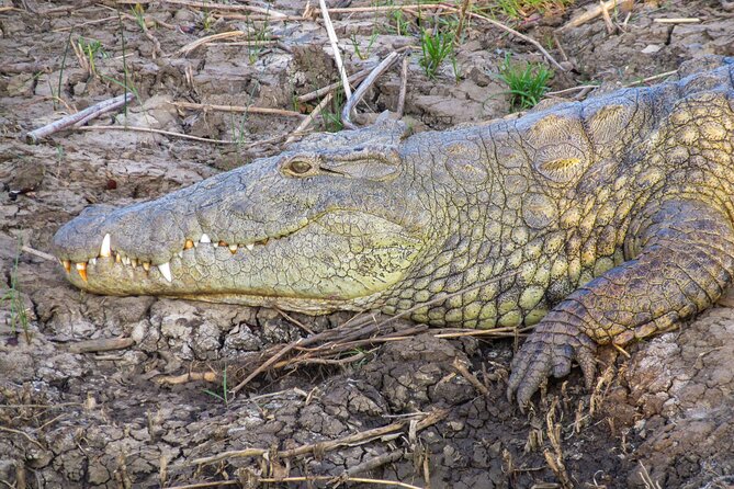 Hippo and Croc Boat Cruise in Saint Lucia with collection - The 2-hour cruise: what you’re actually doing on the water