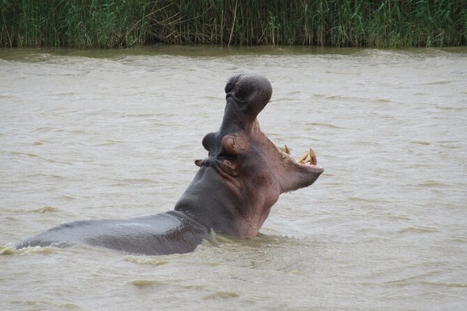 Hippo and Croc Boat Cruise in Saint Lucia with collection - What to expect from the wildlife scanning loop