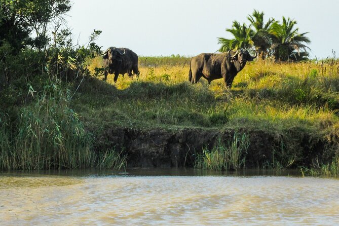 Hippo and Croc Boat Cruise in Saint Lucia with collection - Guide impact: why names like Jabu, Kian, and Siabonga keep coming up