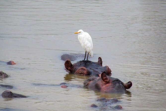 Hippo and Croc Boat Cruise in Saint Lucia with collection - Value for money: is a $25.88 cruise actually a good deal?