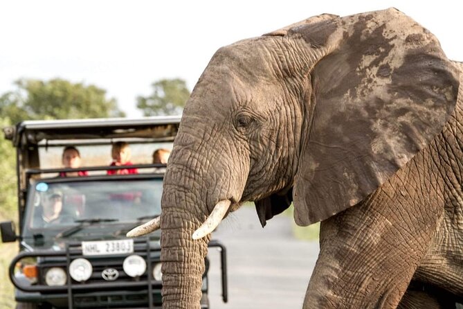 Hluhluwe Big Five Safari Richards Bay Shore Excursion - Key highlights to know before you go