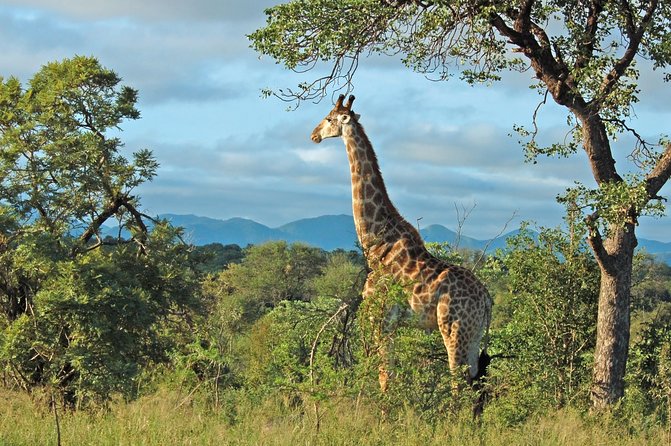 Hluhluwe Game Reserve Safari from Durban - Key highlights you will feel on the day
