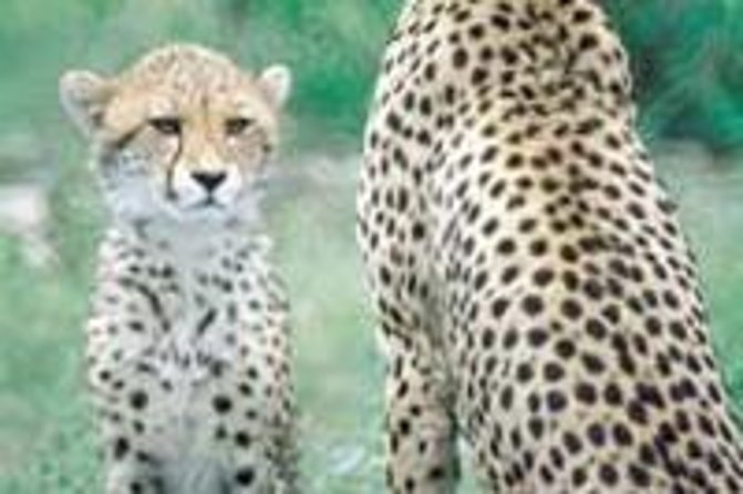 Hluhluwe Game Reserve Safari from Durban - Durban to Hluhluwe-iMfolozi: why this safari works as a single day