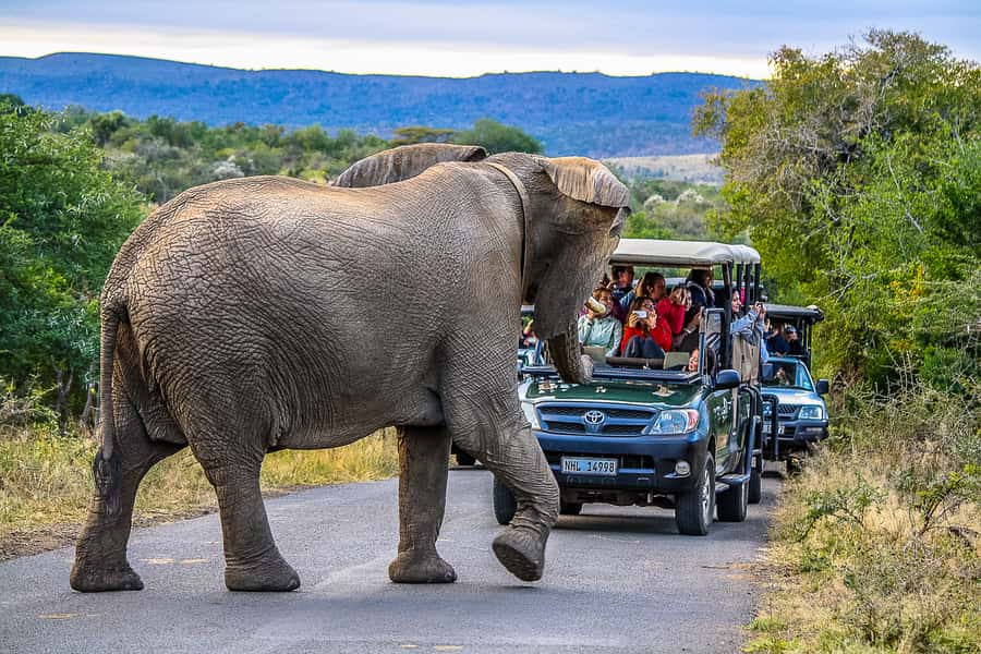 Hluhluwe-Imfolozi: Big 5 Full or Half-Day Safari - Fueling the day: bush breakfast, coffee, and refreshments