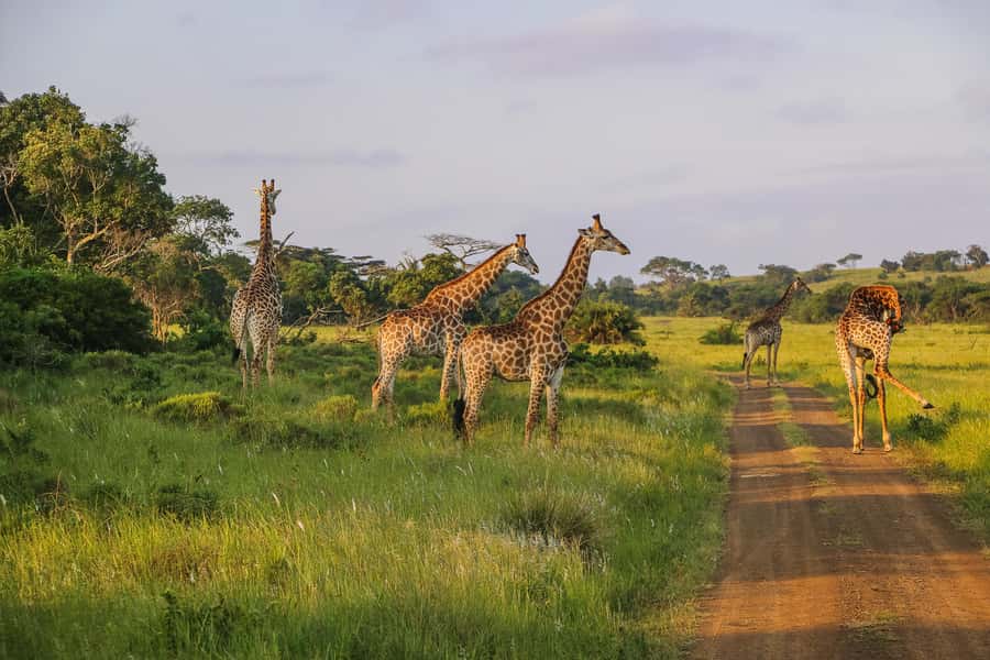 Hluhluwe-Imfolozi: Big 5 Full or Half-Day Safari - The main event: ranger-led game drive for Big 5 and more