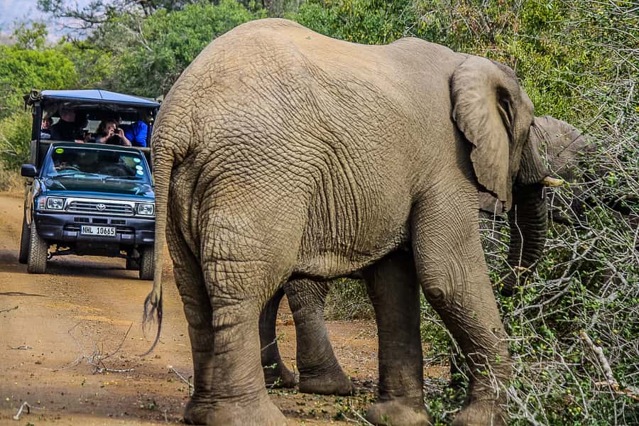 Hluhluwe-Imfolozi: Big 5 Full or Half-Day Safari - Food and comfort: traditional BBQ lunch at scenic picnic areas