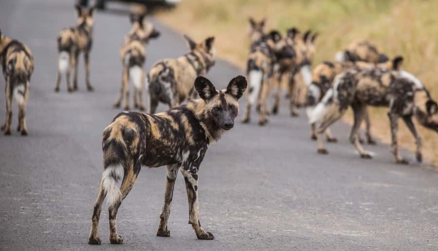 Hluhluwe-Imfolozi: Big 5 Full or Half-Day Safari - Full day versus half-day: how to choose the right option
