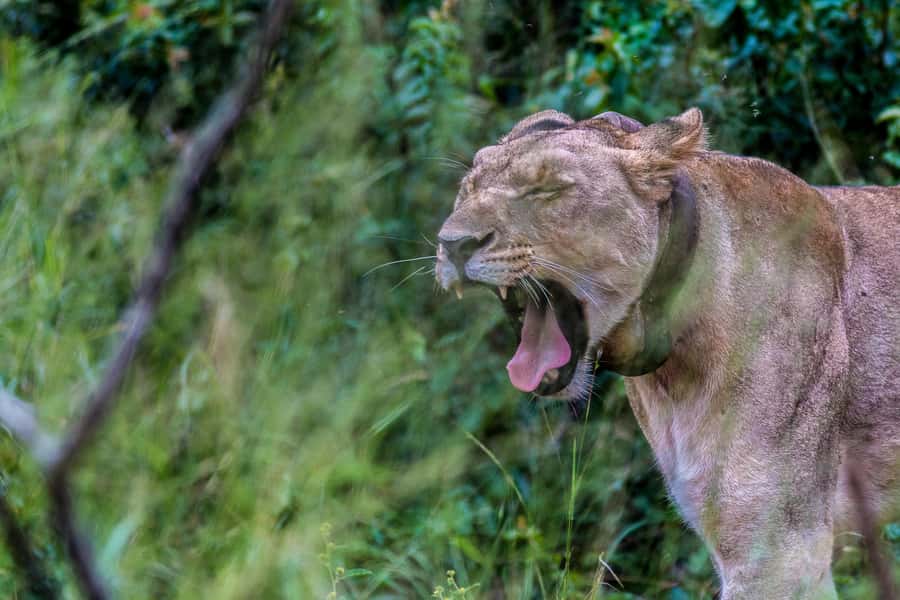 Hluhluwe-Imfolozi: Big 5 Full or Half-Day Safari - Getting value from $87 per person, not just a ticket