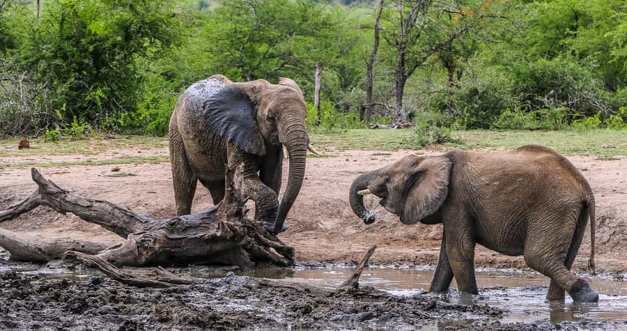 Hluhluwe-Imfolozi: Big 5 Full or Half-Day Safari - Who this safari is best for (and who should think twice)