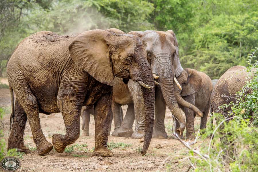 Hluhluwe-Imfolozi: Big 5 Full or Half-Day Safari - The 5:00 AM St Lucia pickup, sunrise energy, and gate timing