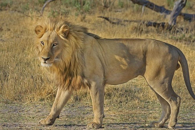 Hluhluwe Imfolozi Big 5 Reserve day Safari from Durban - Key Things to Know Before You Go