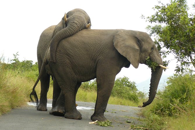 Hluhluwe Imfolozi Big 5 Reserve day Safari from Durban - Durban Big 5 Safari: The Drive, the Timing, and Why It Works